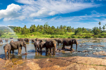 An Exclusive Luxury Discover to Sri Lanka : 7 Days & 6 Nights